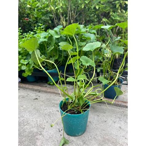 含穀草功效