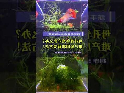 孔雀魚難產卡住