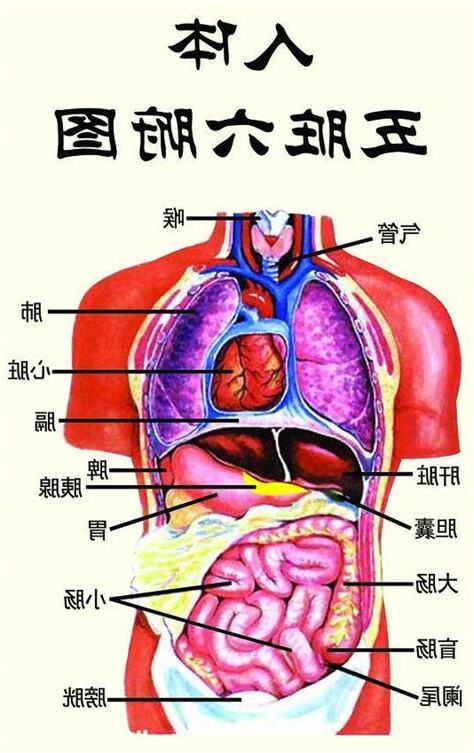 五臟位置