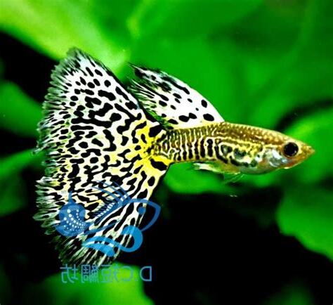 孔雀魚搖頭擺尾
