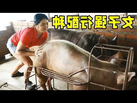 5星武士豬配種