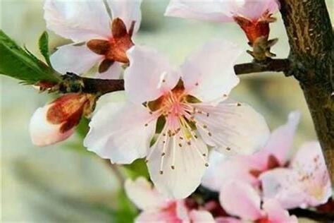 如何催桃花