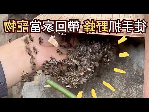 有蜜蜂怎麼辦