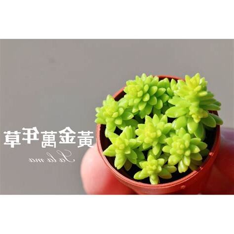 黃金萬年草水耕