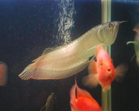 可以跟龍魚一起養的魚