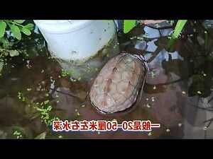 淺水龜