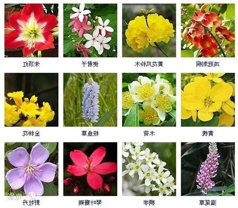 常見植物名稱