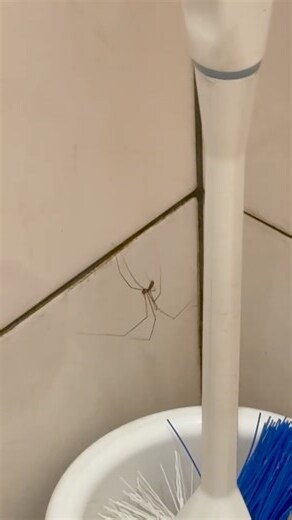 看到大蜘蛛