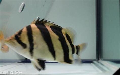 印尼虎魚
