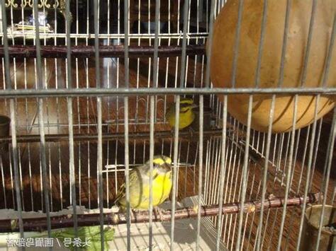 鳥養