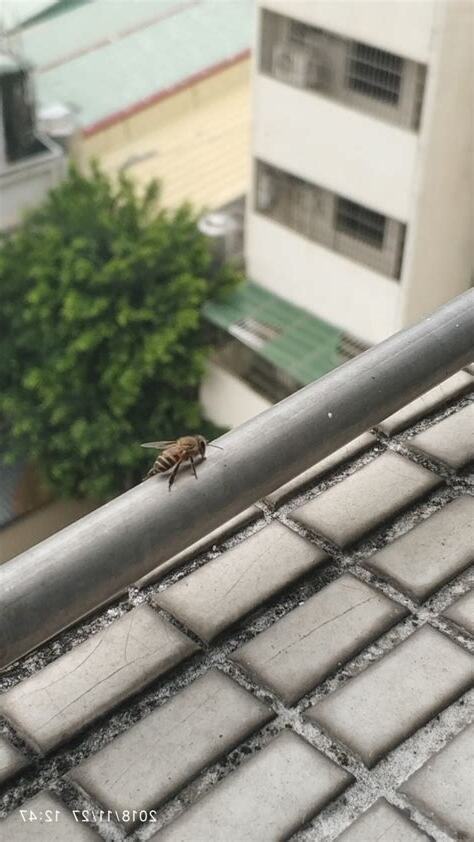 陽台有蜜蜂怎麼辦