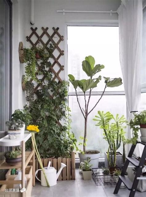 卧室陽台植物