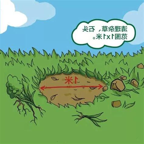 樹穴大小
