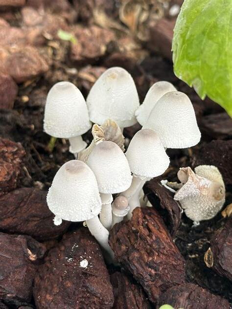 盆栽長香菇風水