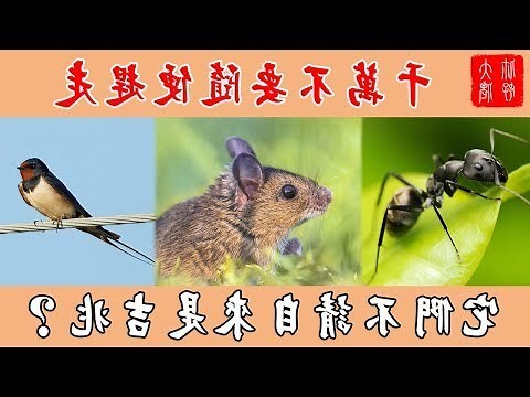 桌上突然出現螞蟻