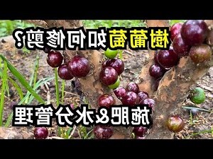 葡萄功用