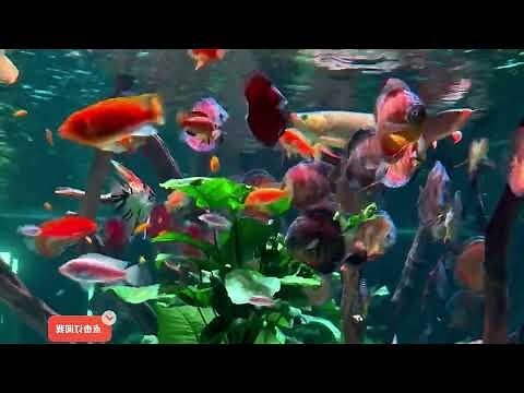 龍魚可以跟什麼魚混養
