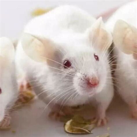 夢見老鼠吃東西