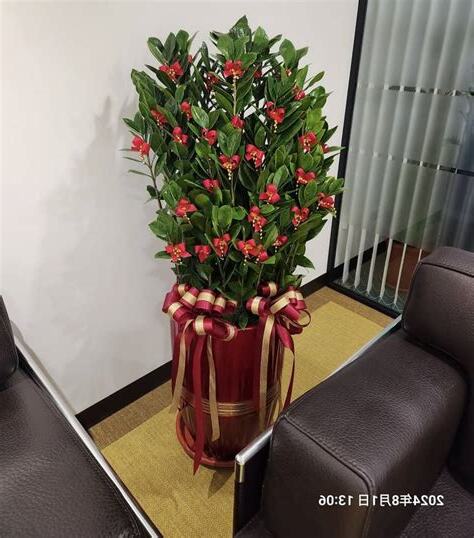 辦公室盆栽招財