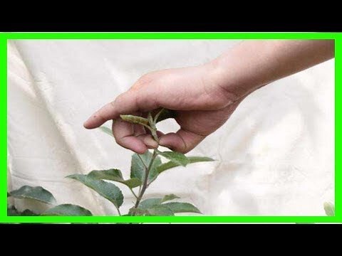 植物摘心是什麼意思
