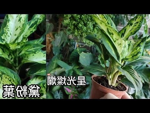 瑪莉安黛粉葉照顧