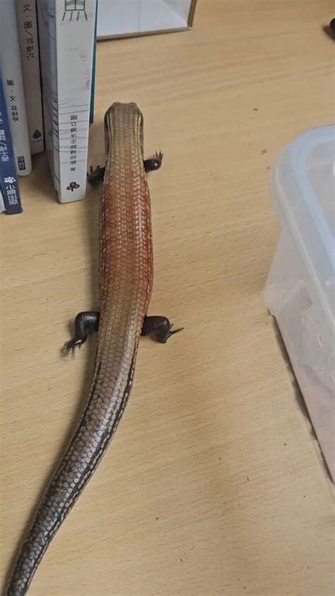 火焰石龍子飼養