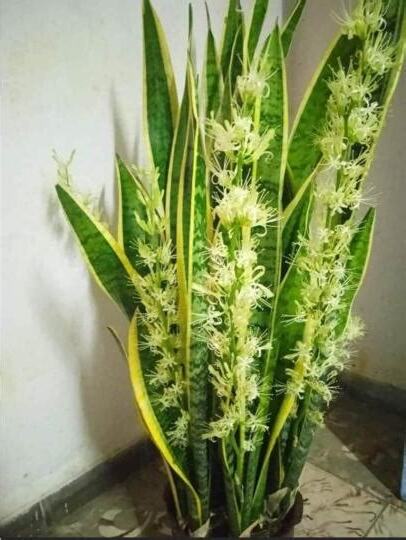 虎尾蘭會開花嗎