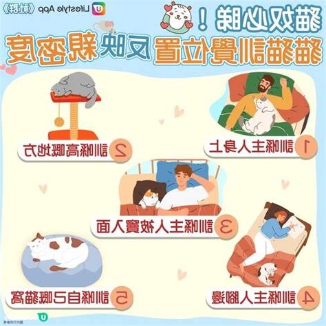 貓訓覺位置