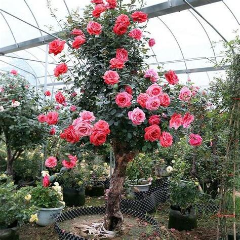 樹狀月季花哪裡買
