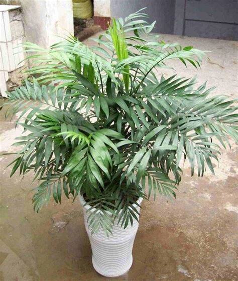 袖珍椰子種植