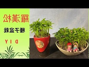 羅漢松可以放室內嗎