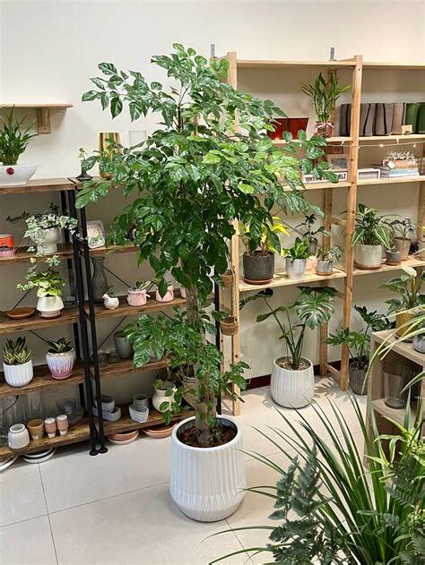旺旺樹風水