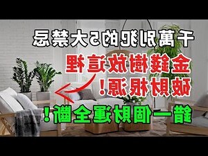 金錢樹禁忌