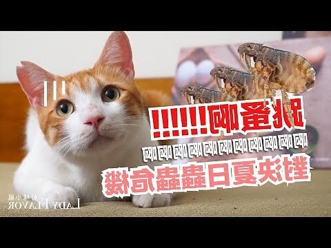貓蝨水