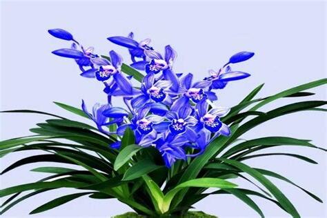 白蘭花