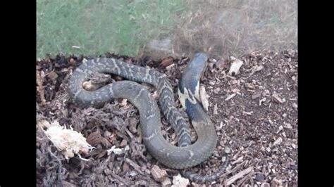 家裡出現眼鏡蛇