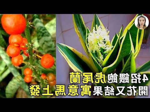 佛手虎尾蘭開花