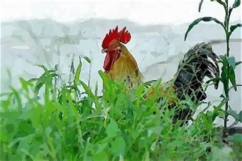 鸡人