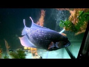 戰船魚吃什麼