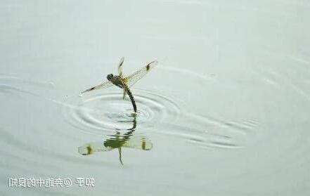 蜻蜓點水的目的