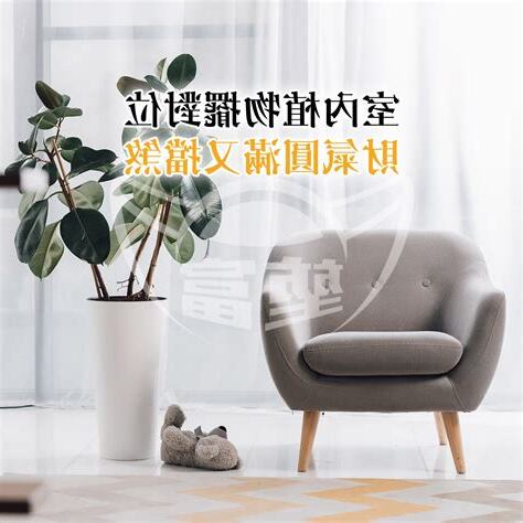 室內擋煞植物