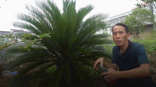 墨西哥鐵樹繁殖
