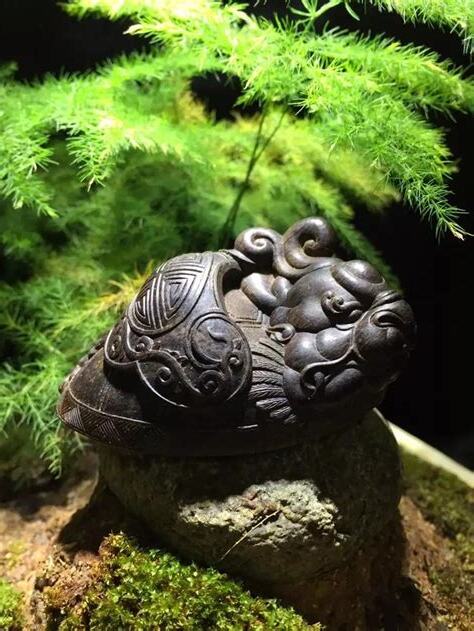 龍龜種類