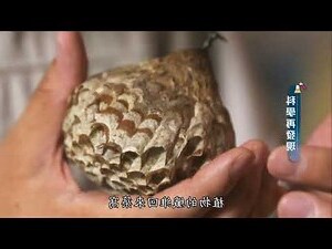 虎頭蜂築巢風水