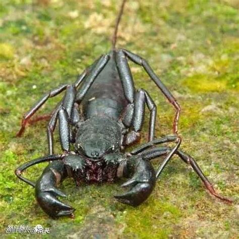 像蠍子的蜘蛛