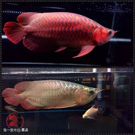龍魚眼睛