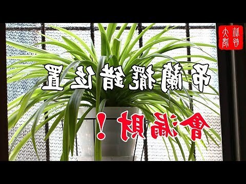 吊蘭風水