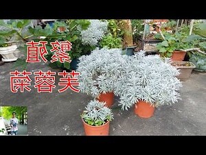 芙蓉種植
