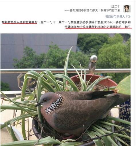 鴿子在家築巢風水