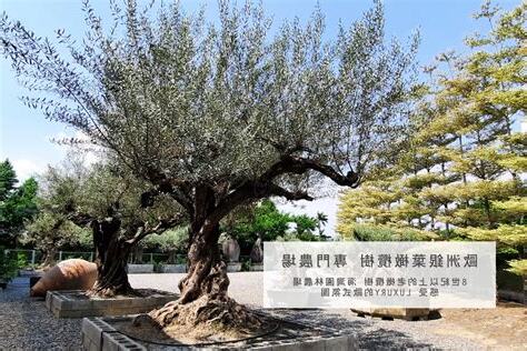 橄欖樹種植室內